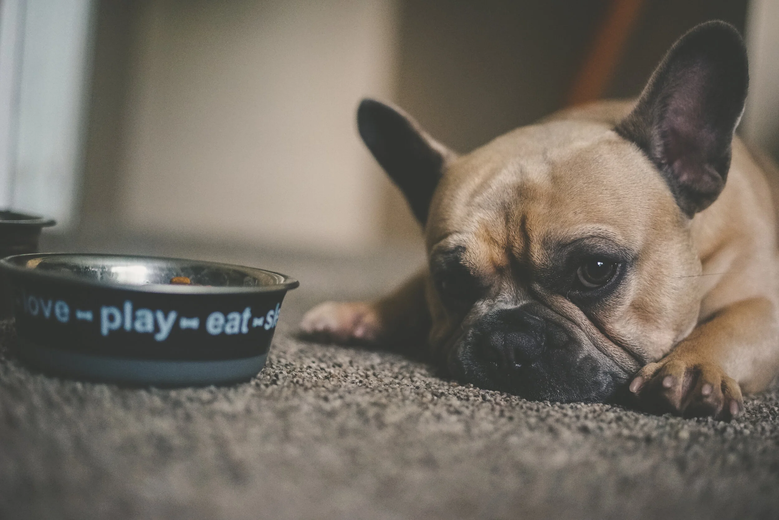 Dog cancer diet homemade top